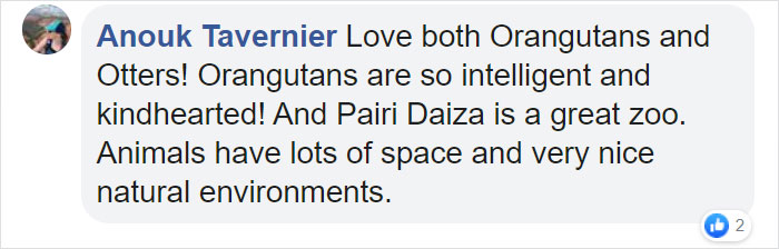 Orangutans Befriend Otters That Often Swim Through Their Enclosure At The Zoo Forming 'A Very Special Bond' Orangutans Befriend Otters That Often Swim Through Their Enclosure At The Zoo Forming 'A Very Special Bond'
