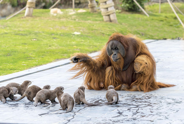 Orangutans Befriend Otters That Often Swim Through Their Enclosure At The Zoo Forming 'A Very Special Bond' Orangutans Befriend Otters That Often Swim Through Their Enclosure At The Zoo Forming 'A Very Special Bond'