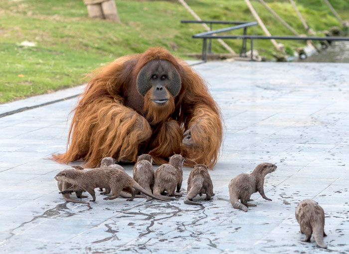 Orangutans Befriend Otters That Often Swim Through Their Enclosure At The Zoo Forming 'A Very Special Bond' Orangutans Befriend Otters That Often Swim Through Their Enclosure At The Zoo Forming 'A Very Special Bond'