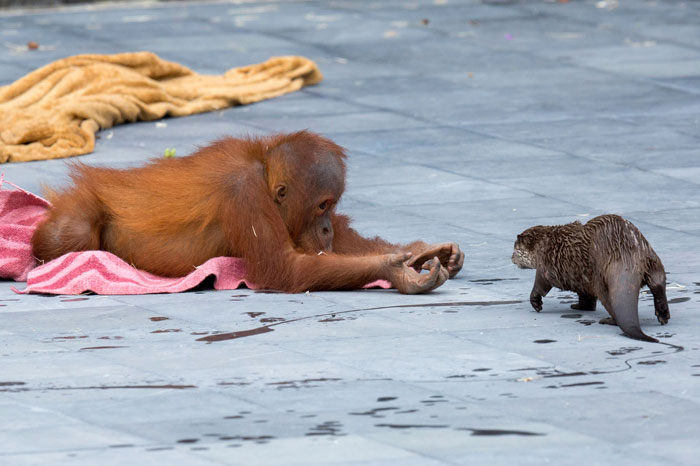 Orangutans Befriend Otters That Often Swim Through Their Enclosure At The Zoo Forming 'A Very Special Bond' Orangutans Befriend Otters That Often Swim Through Their Enclosure At The Zoo Forming 'A Very Special Bond'