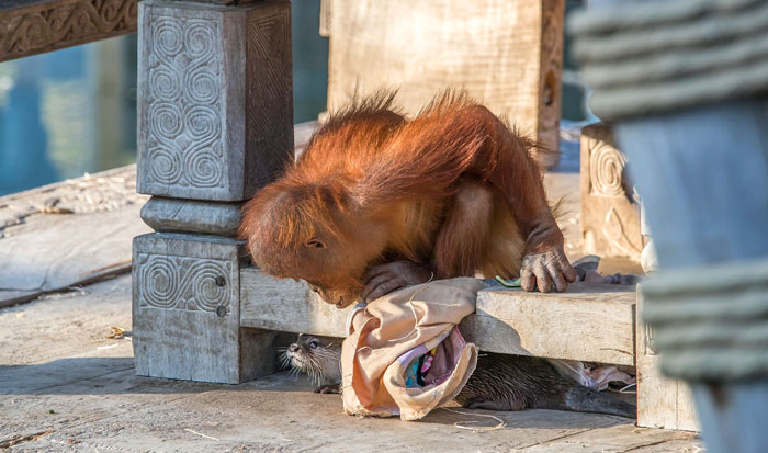 Orangutans Befriend Otters That Often Swim Through Their Enclosure At The Zoo Forming 'A Very Special Bond' Orangutans Befriend Otters That Often Swim Through Their Enclosure At The Zoo Forming 'A Very Special Bond'
