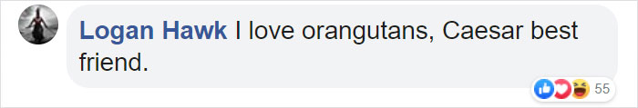 Orangutans Befriend Otters That Often Swim Through Their Enclosure At The Zoo Forming 'A Very Special Bond' Orangutans Befriend Otters That Often Swim Through Their Enclosure At The Zoo Forming 'A Very Special Bond'