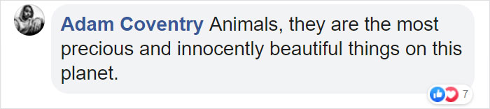 Orangutans Befriend Otters That Often Swim Through Their Enclosure At The Zoo Forming 'A Very Special Bond'