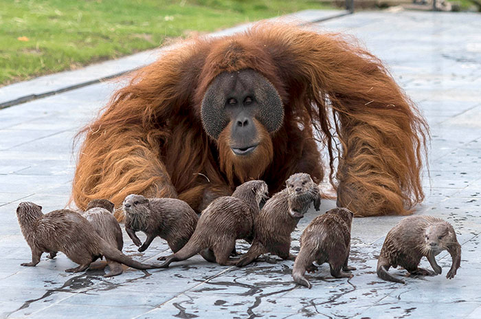 Estos orangutanes se hicieron amigos de las nutrias que a menudo nadan a través de su recinto en el zoo