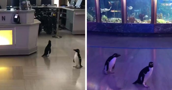 After Closing Down, This Aquarium Lets Its Penguins Go On A ‘Field Trip’