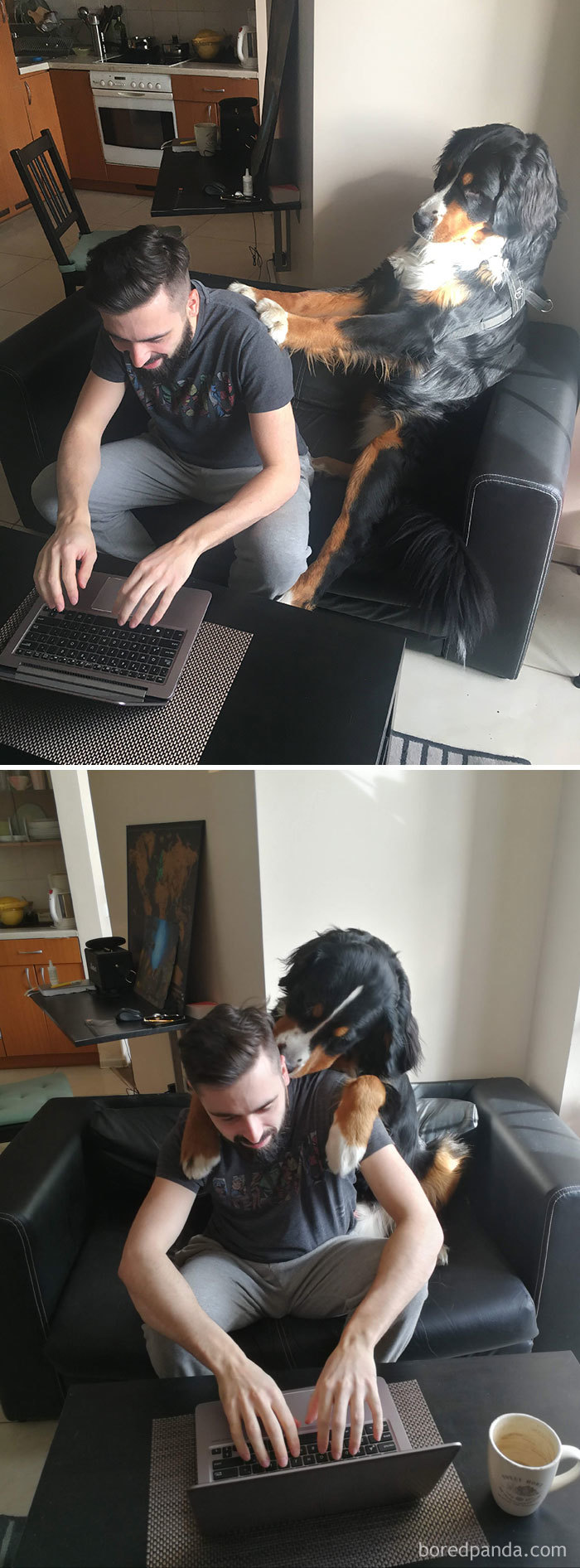 Pet-Coworkers-Quarantine