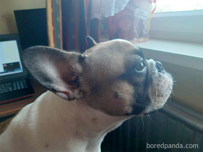 Pet-Coworkers-Quarantine