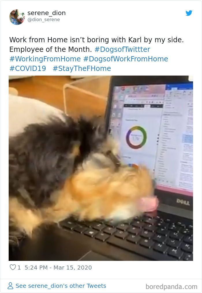 Pet-Coworkers-Quarantine