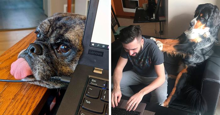 People Are Sharing How Their Pets Deal With Them Working From Home (40 Tweets)