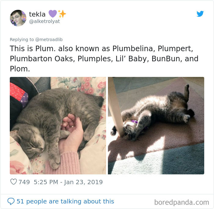 Pet-Name-Evolution
