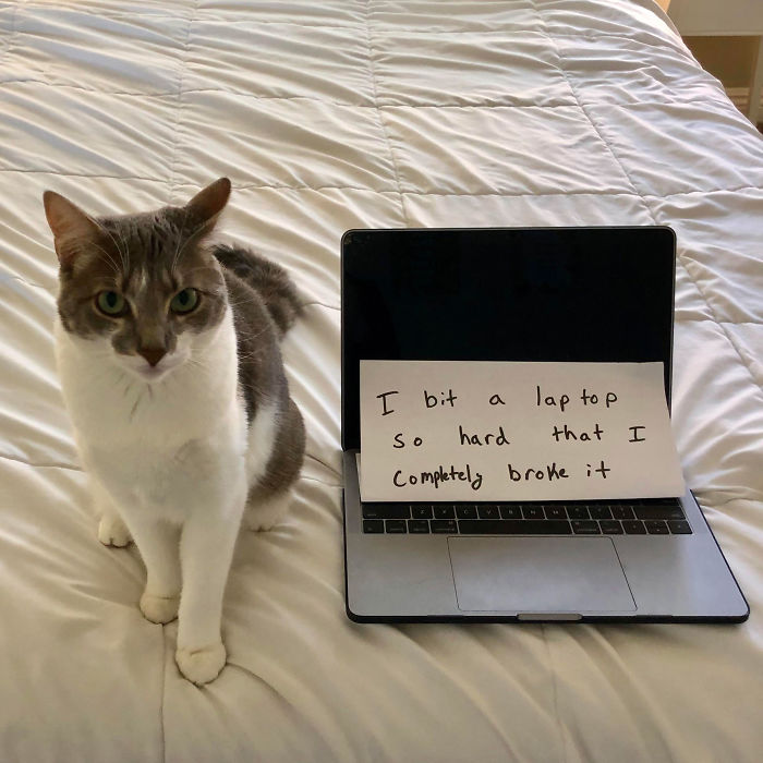 Cat Shaming