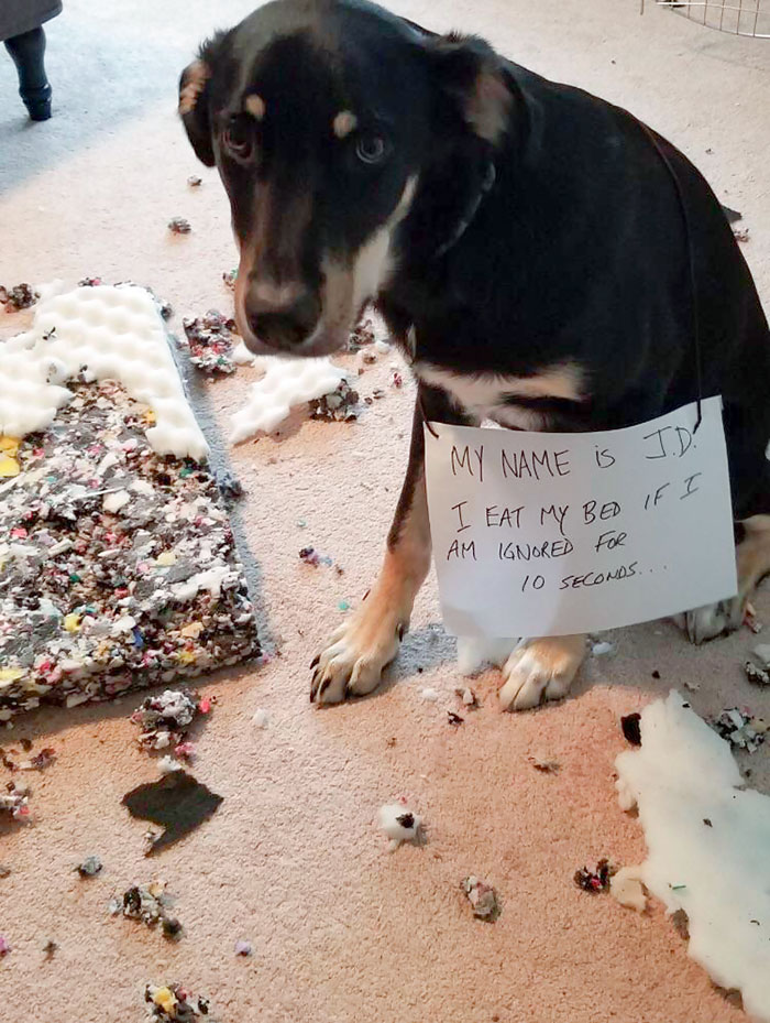 He’s A Very Needy Puppy