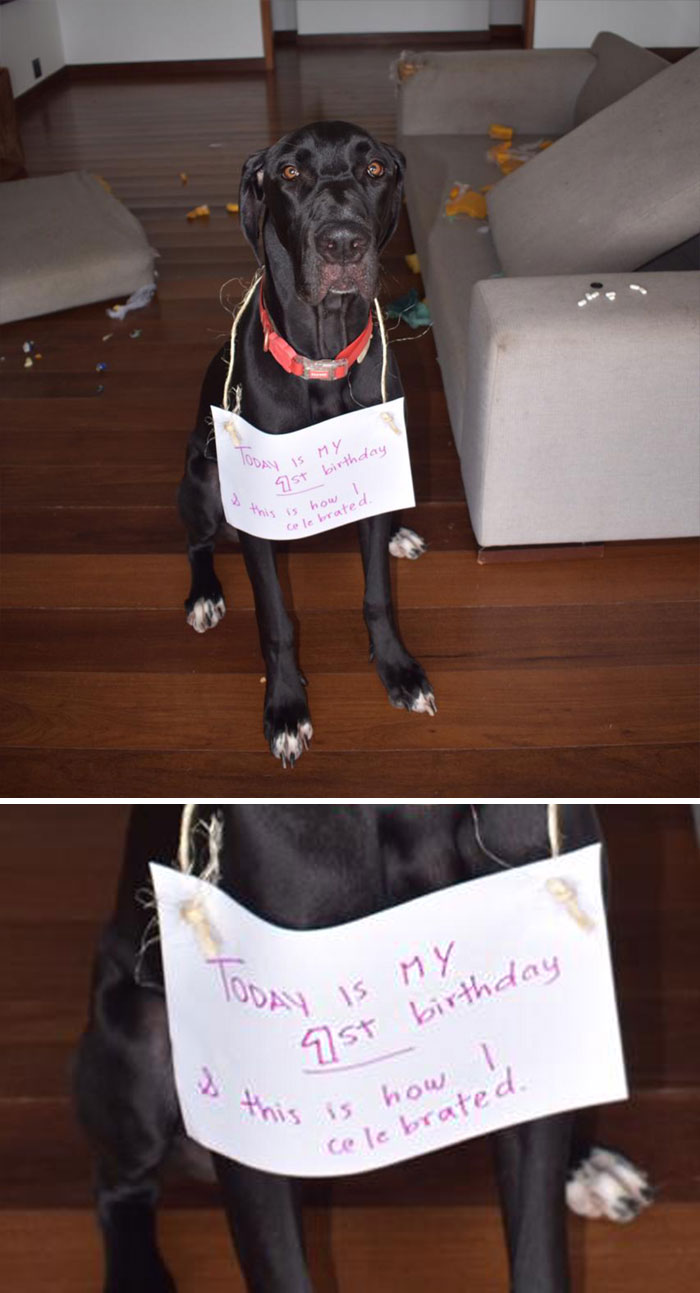 It's My Dane's First Birthday Today