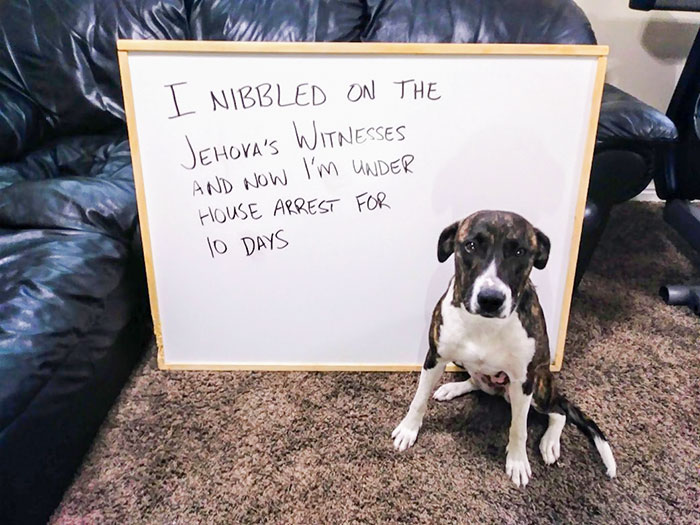 Not The Most Incorrect Response, But I'm Not A Fan Of The Visits From Animal Control