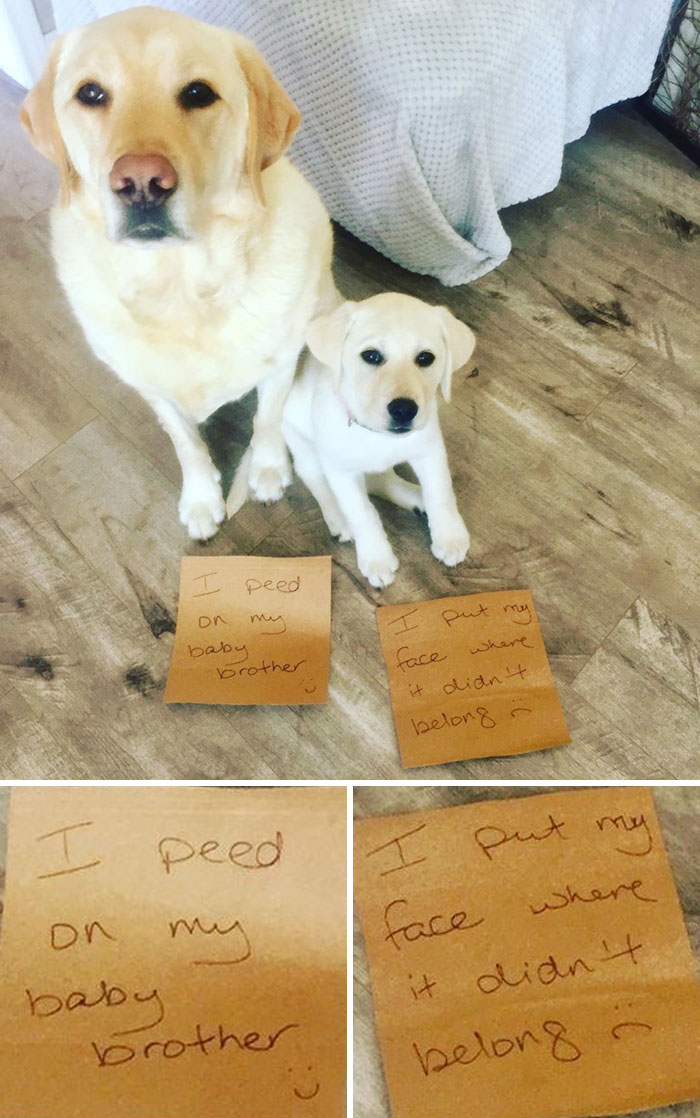 Boys Spa Day! Ears, Nails, Brushing And One Of Us Had A Bath