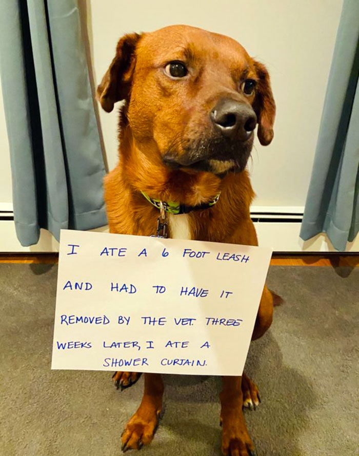 On The Plus Side, I’m Not A Picky Eater