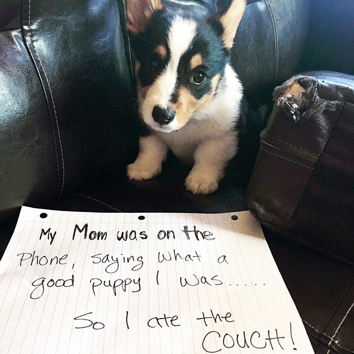 I Made A Mistake Today, And Mom Got Real Mad. I Had To Sit In My Crate For Awhile, Then Take My Mugshot. I Think I Learned My Lesson