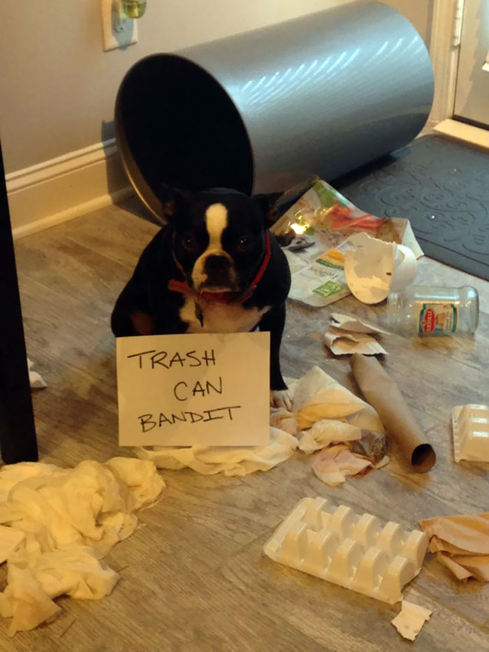 It’s Called A Trash Can, Not A Trash Can’t