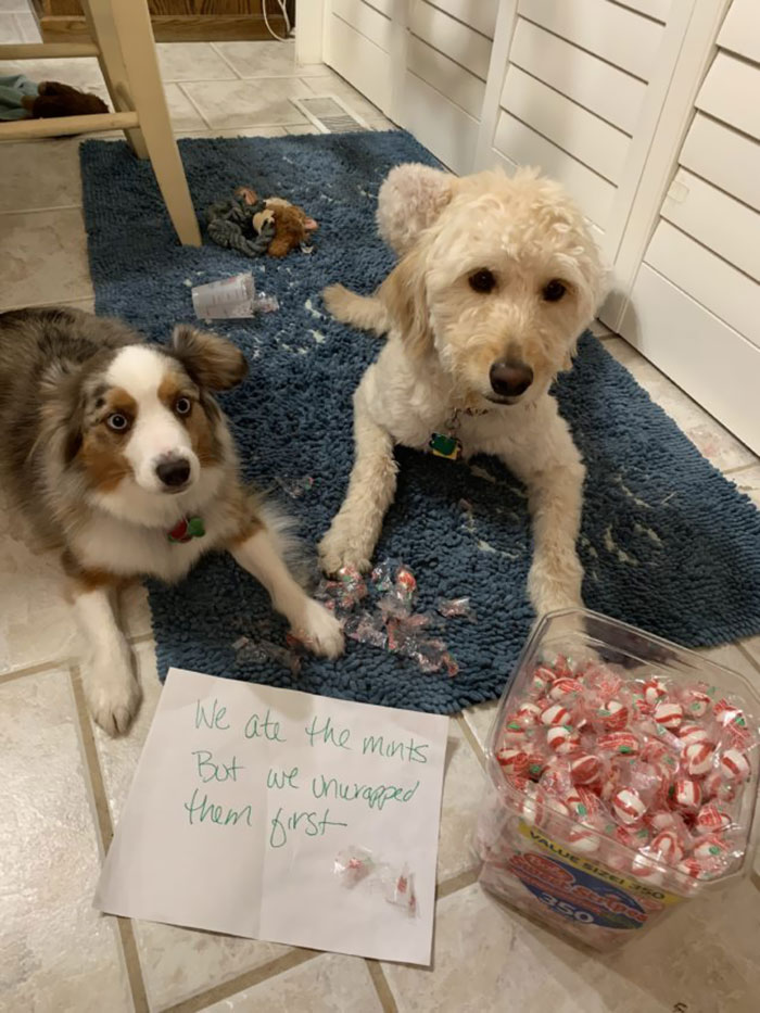 Minty Fresh Dog Breath