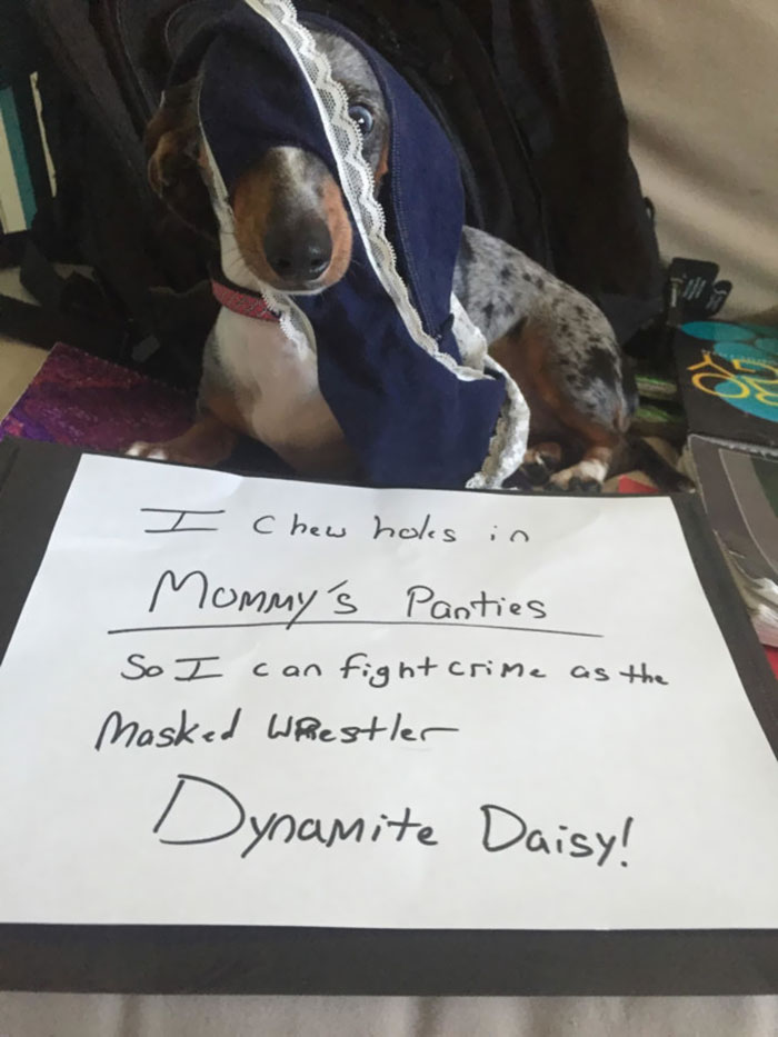 I Chew Holes In Mommy’s Panties So I Can Fight Crime As The Masked Wrestler Dynamite Daisy