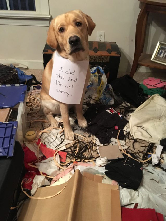 Someone Got Out Of His Kennel Last Night And Reduced Two Clothes Baskets To Mulch