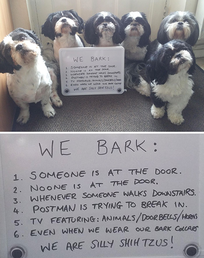 Shih Tzu Shaming
