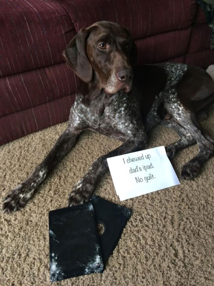 Does Apple Care Cover This?