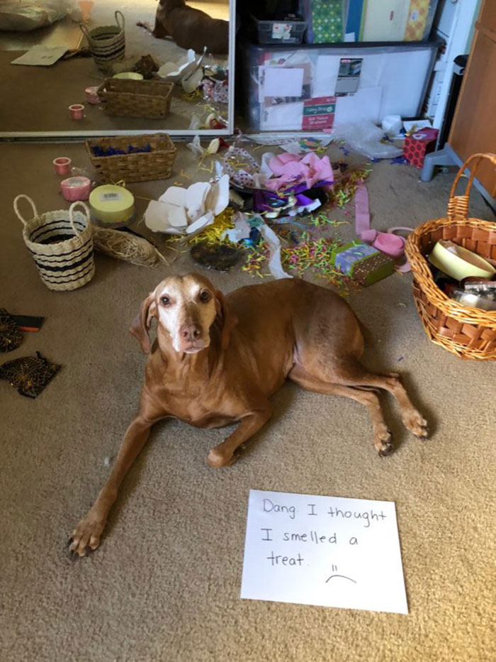 Missy Is On The Constant Look-Out For A Dog Treat. Today, She Thought She Could Find One In Our Closet. No Luck