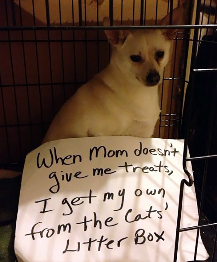 Selt-Suficient Treat Bandit