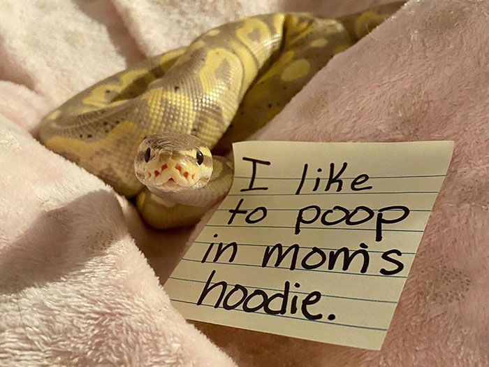 Mango Enjoys Riding In Mom's Hoodie. And Also Pooping In Mom's Hoodie