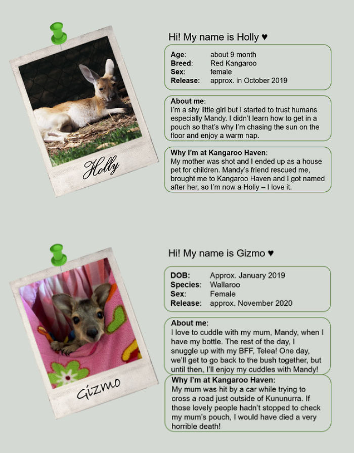 Man Gets Drunk On New Year's Eve And Adopts A Baby Kangaroo, Realizes It Months Later