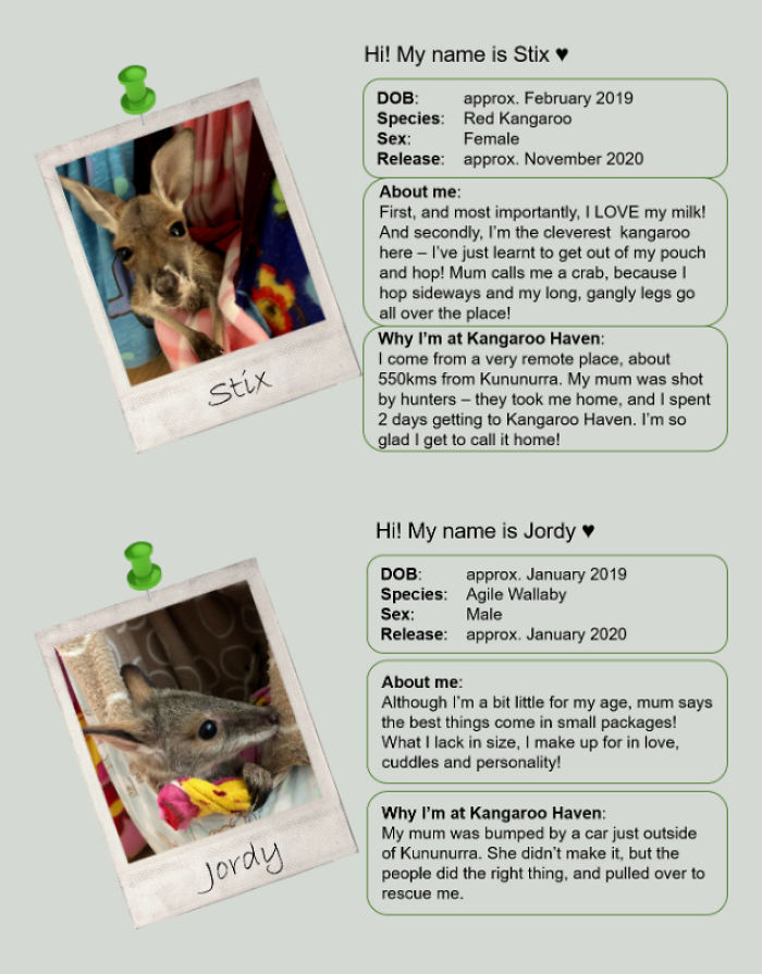 Man Gets Drunk On New Year's Eve And Adopts A Baby Kangaroo, Realizes It Months Later