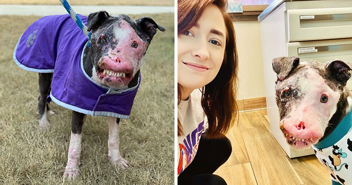 Este perro callejero desfigurado se está recuperando muy bien tras ser rescatado