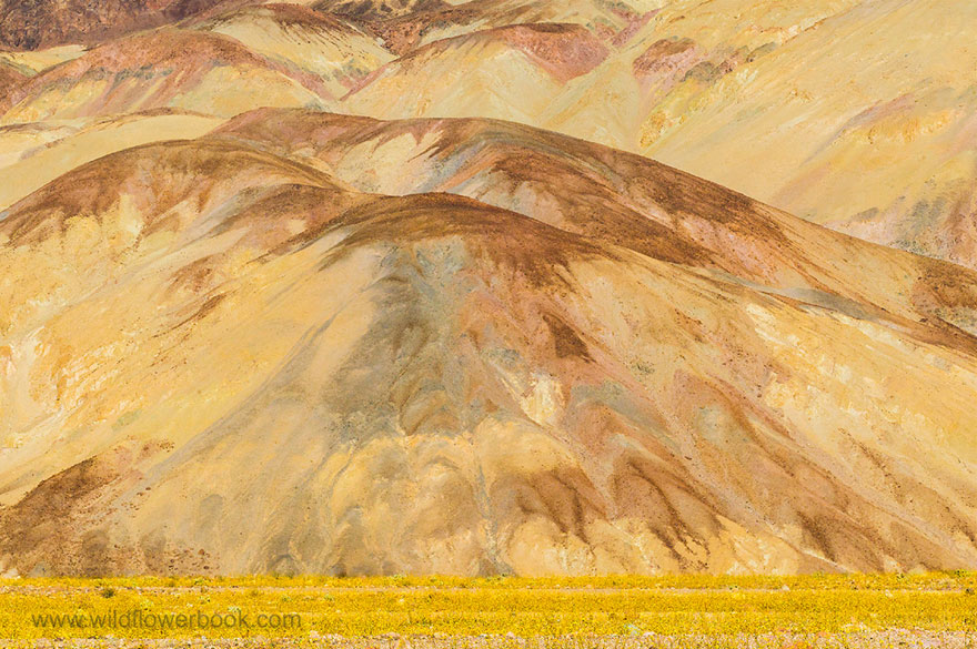 Here Are Our 28 Favorite Pics From Our Book About Wildflower Fields In California And Elsewhere