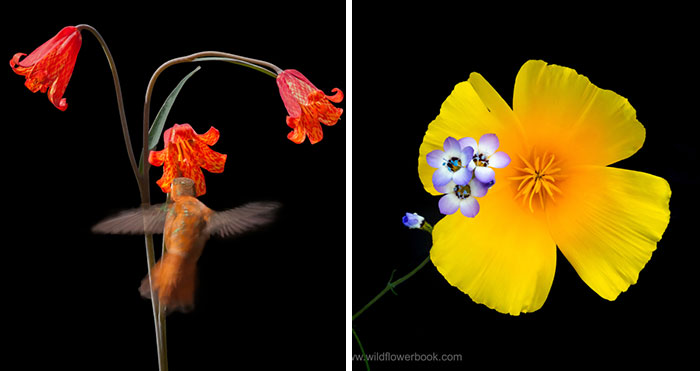 Here Are Our 28 Favorite Pics From Our Book About Wildflower Fields In California And Elsewhere