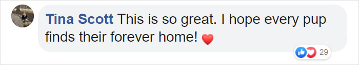 Pizza Place Helps Local Shelter Get Dogs Adopted By Putting Their Photos On Pizza Boxes Pizza Place Helps Local Shelter Get Dogs Adopted By Putting Their Photos On Pizza Boxes