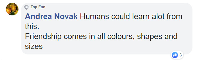 Viral Video Shows Adorable Moment When A Puppy Cuddles Up To A Kitten