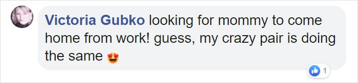 Viral Video Shows Adorable Moment When A Puppy Cuddles Up To A Kitten Viral Video Shows Adorable Moment When A Puppy Cuddles Up To A Kitten