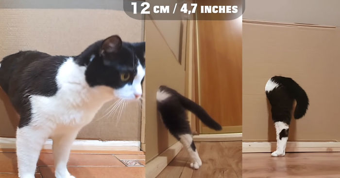 Owners Keep Reducing The Size Of A Hole For Their Cat To See When It Will Finally Stop Him Owners Keep Reducing The Size Of A Hole For Their Cat To See When It Will Finally Stop Him