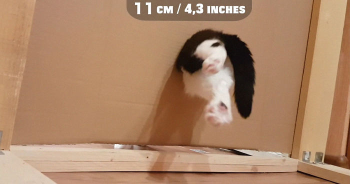 Owners Keep Reducing The Size Of A Hole For Their Cat To See When It Will Finally Stop Him Owners Keep Reducing The Size Of A Hole For Their Cat To See When It Will Finally Stop Him
