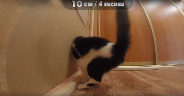 Owners Keep Reducing The Size Of A Hole For Their Cat To See When It Will Finally Stop Him Owners Keep Reducing The Size Of A Hole For Their Cat To See When It Will Finally Stop Him