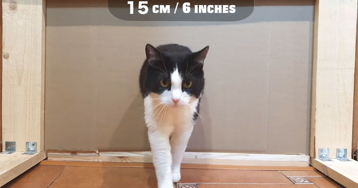 Owners Keep Reducing The Size Of A Hole For Their Cat To See When It Will Finally Stop Him