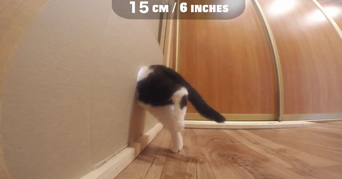 Owners Keep Reducing The Size Of A Hole For Their Cat To See When It Will Finally Stop Him