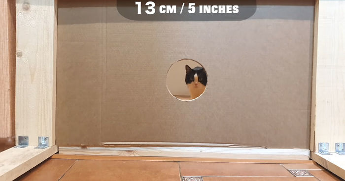 Owners Keep Reducing The Size Of A Hole For Their Cat To See When It Will Finally Stop Him