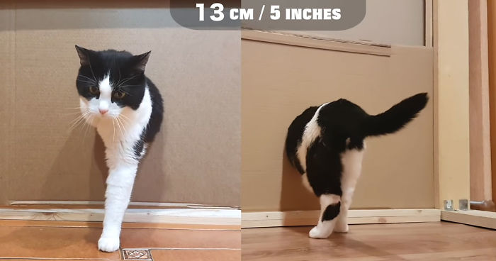 Owners Keep Reducing The Size Of A Hole For Their Cat To See When It Will Finally Stop Him