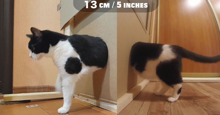 Owners Keep Reducing The Size Of A Hole For Their Cat To See When It Will Finally Stop Him Owners Keep Reducing The Size Of A Hole For Their Cat To See When It Will Finally Stop Him