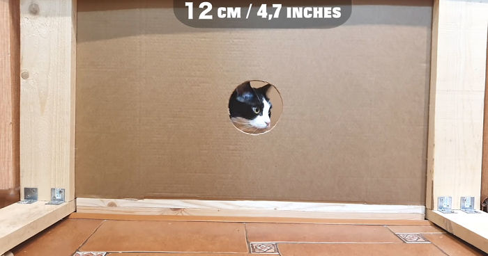 Owners Keep Reducing The Size Of A Hole For Their Cat To See When It Will Finally Stop Him Owners Keep Reducing The Size Of A Hole For Their Cat To See When It Will Finally Stop Him