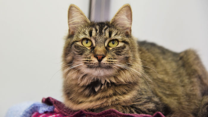 Shelter Workers Organize This Cat&rsquo;s Birthday Hoping Someone Will Adopt Her, But No One Turns Up