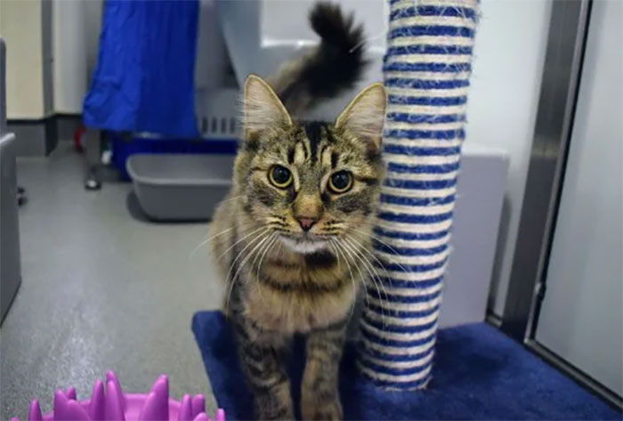 Shelter Workers Organize This Cat&rsquo;s Birthday Hoping Someone Will Adopt Her, But No One Turns Up