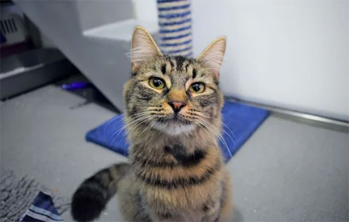 Shelter Workers Organize This Cat&rsquo;s Birthday Hoping Someone Will Adopt Her, But No One Turns Up